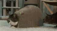two cats laying on the carpet in front of a large object
