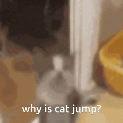a blurry cat in a water bowl and its caption is that cat jump