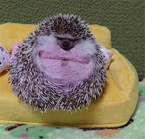 a hedgehog on a cushion with a fish toy