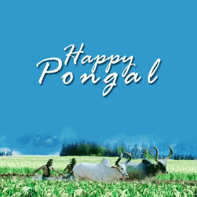 some animals sitting in a field by the name of pongal