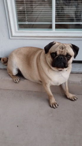 the pug dog is sitting down by the front door