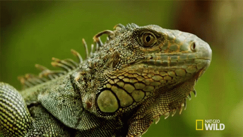 an iguana is in a green and black po