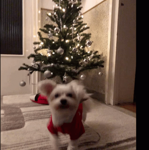 a dog standing next to a christmas tree
