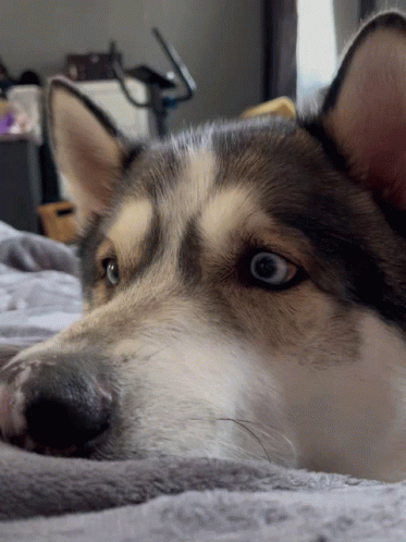 there is a husky dog laying on a bed