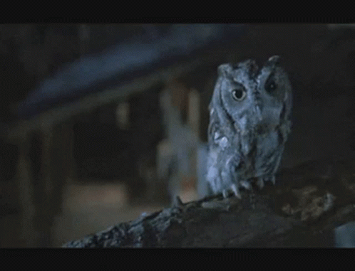 an owl sitting on a nch in the dark