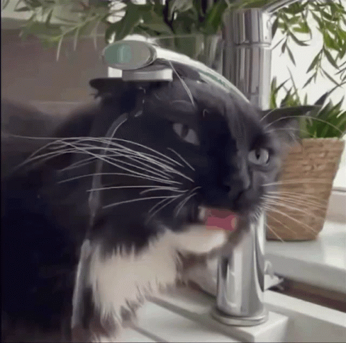 a black and white cat drinking water from a sink