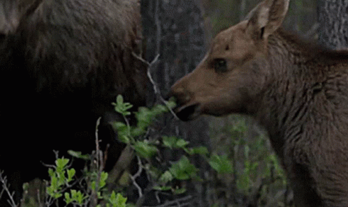 a pair of moose's interacting with each other in a forest