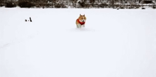 an animal that is walking in the snow