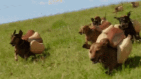 a group of small cows in a large grassy field