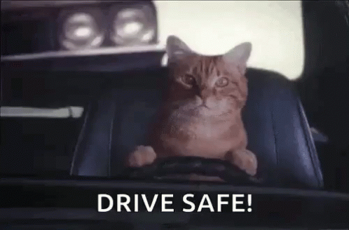 a grey cat on top of a chair and saying drive safe