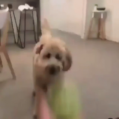 a small dog stands in the middle of the room