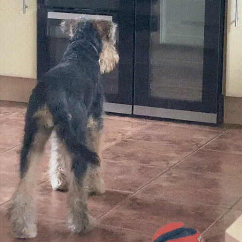 a dog standing in the middle of a kitchen looking into the fridge