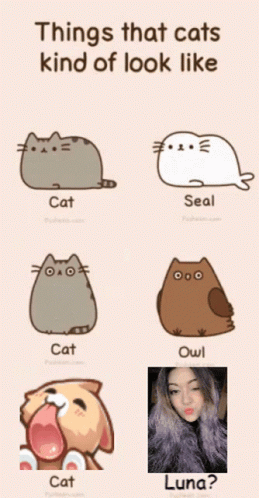 cats with different expressions and sayings on them