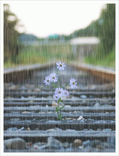 a flower sitting on the tracks in the rain