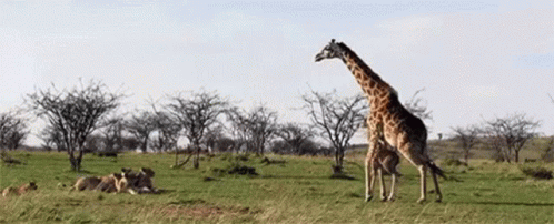 a giraffe walks alone in a green field of grass