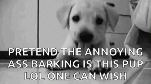 a white dog in a black and white po with a saying