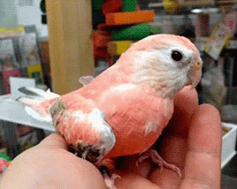a bird sitting on top of someones hand