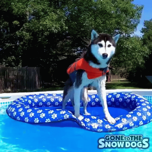 a husky wearing a blue shirt on the back of a pool