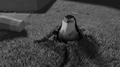 a black and white picture of a penguin laying in grass