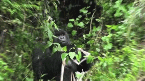 there is a picture of a gorilla in the jungle