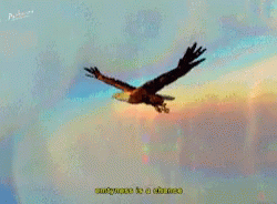 a large eagle flying across a rainbow - filled sky