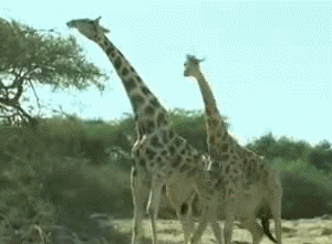 two giraffes walking side by side in front of some trees