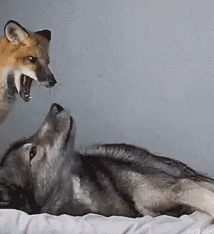 two adult wolfs with their mouths open on a bed