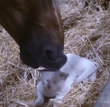 a horse is feeding on a baby calf