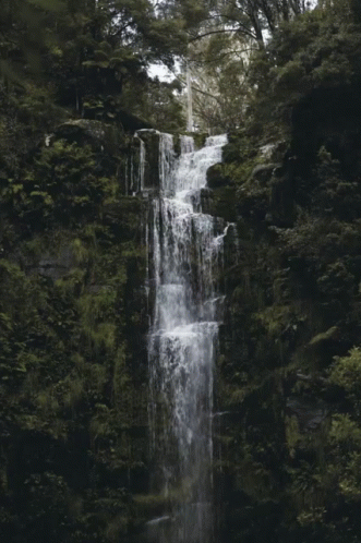 a waterfall in a forest with trees growing