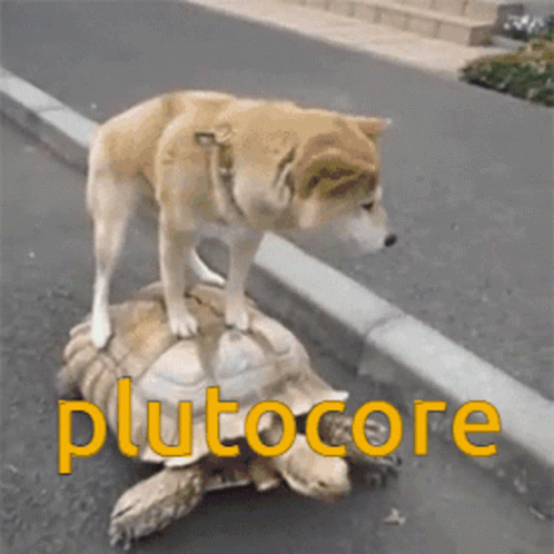 an image of a dog looking at a turtle