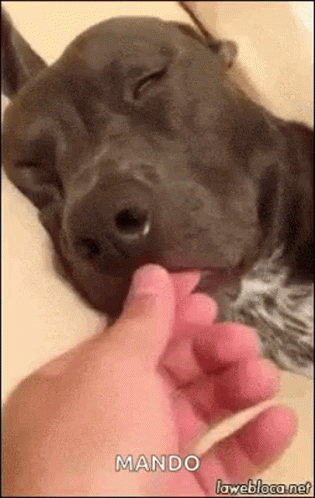 a hand holding the thumb of a person petting a dog