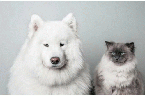 a white dog and grey cat sitting next to each other