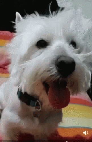 a close up of a white dog with it's tongue out