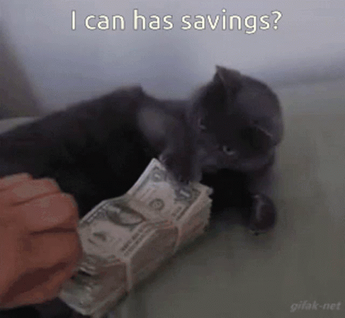 a cat playing with a bunch of cash