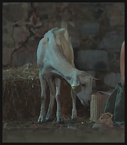 a white cow eating from a metal bucket