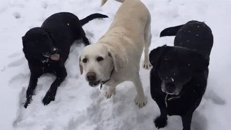 three dogs standing on snow and looking into the distance