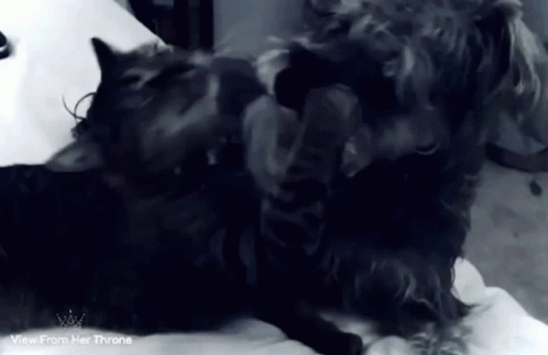 a dog with long hair is playing with its master