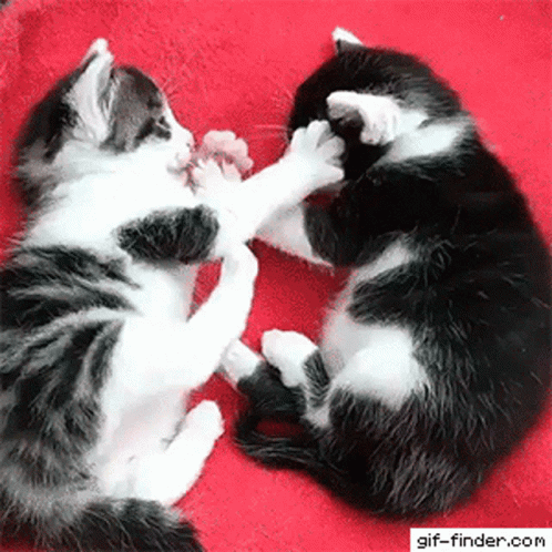 two black and white kittens playing with each other