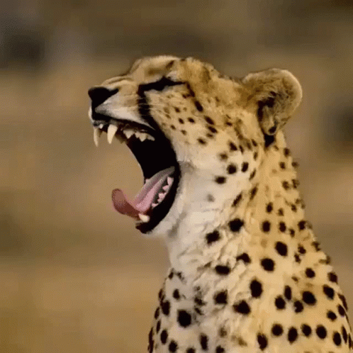 a large snow leopard with it's mouth open and the tongue showing