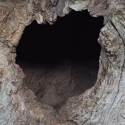 a po of a hole in a tree trunk