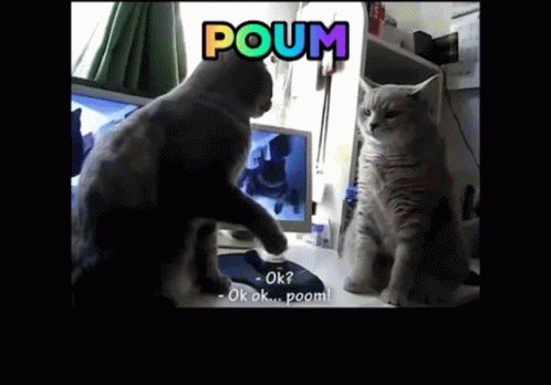 two cats standing next to each other near a mirror