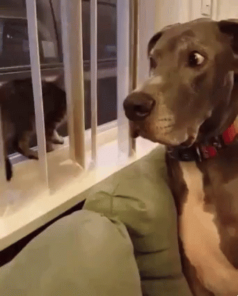 a dog is looking at someone through the bars
