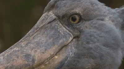 a close up view of an old looking bird
