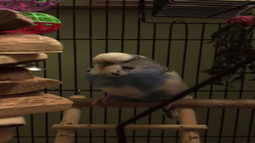 a parakeet on a rack filled with clothes