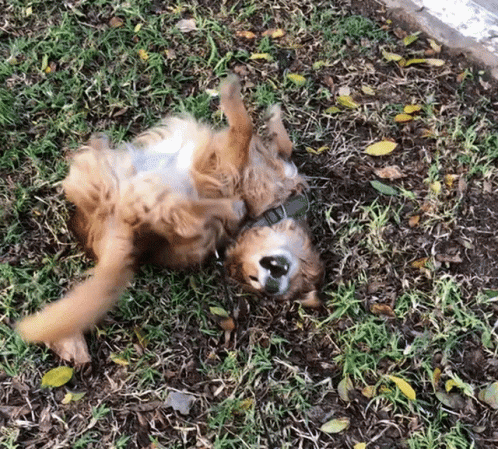 an image of a small puppy rolling around