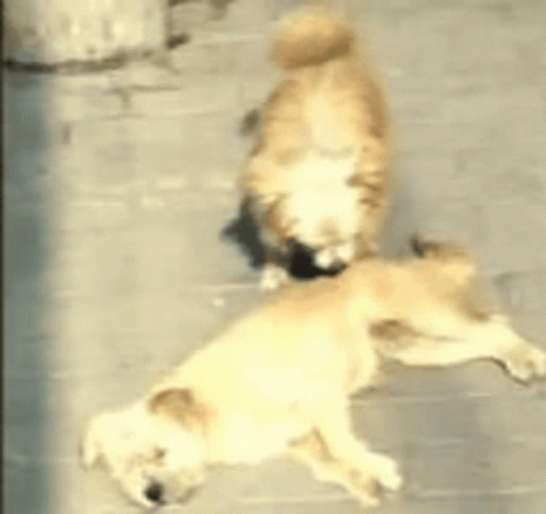 two dogs playing with each other outside in the yard