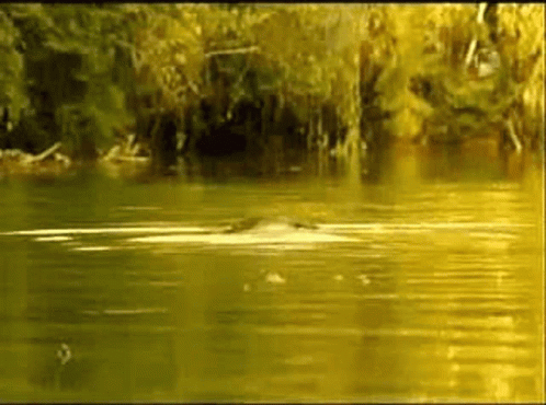 the duck swimming through the water is covered by a tree