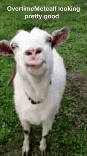 there is a goat with soing sticking out of it's mouth