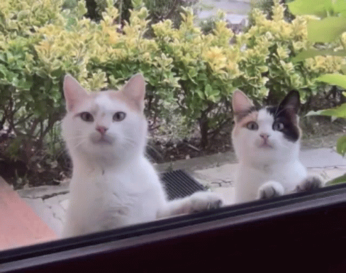two white cats sitting on a window ledge looking out