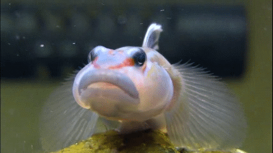 a white fish is swimming around in water